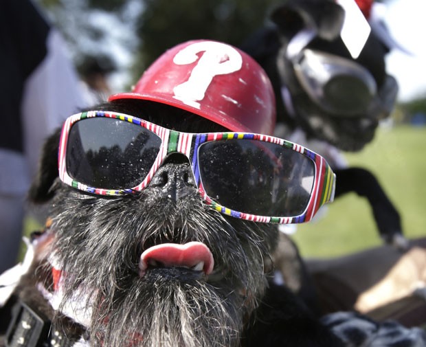 Cão fez sucesso ao usar óculos fashion (Foto: Elizabeth Robertson/The Philadelphia Inquirer/AP) Cão fez sucesso ao usar óculos fashion (Foto: Elizabeth Robertson/The Philadelphia Inquirer/AP)