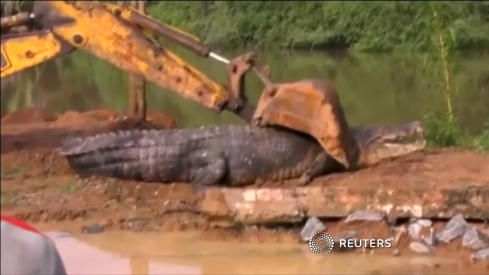 Escavadeira é usada para erguer o crocodilo