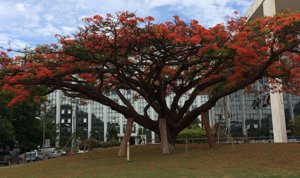 Flamboyant florido em frente ao Tribunal de Justiça do DF (Foto: ACS TJDFT/Divulgação)