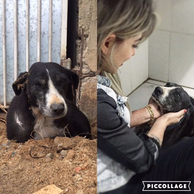 Animal resgatado por vanessa mesquita antes e depois (Foto: Reprodução/Arquivo Pessoal)