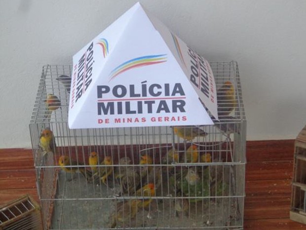 Pássaros que estavam sendo transportados de forma ilegal são apreendidos (Fot Polícia Militar de Meio Ambiente/Divulgação)