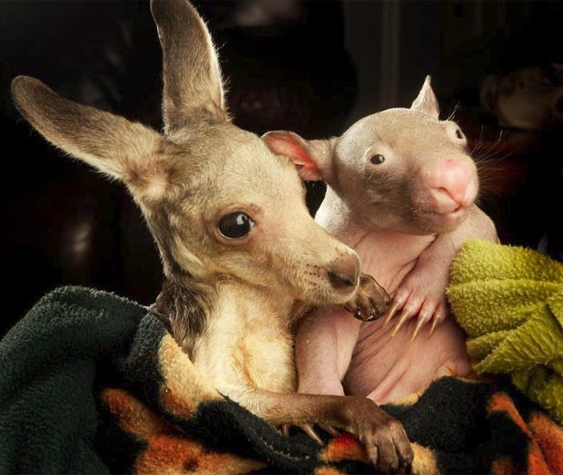 Filhotes de canguru e wombat viraram 'grandes amigos'. (Foto: Reprodução/Wildlife Kilmore Rescue Centre)