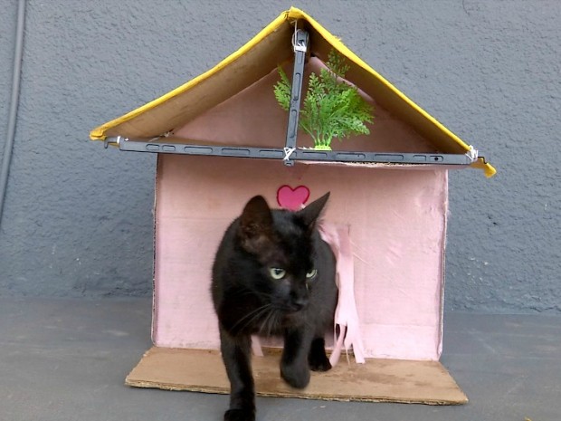 Gato castração projeto (Foto: Reprodução/ TV Morena) Gato castração projeto (Foto: Reprodução/ TV Morena)