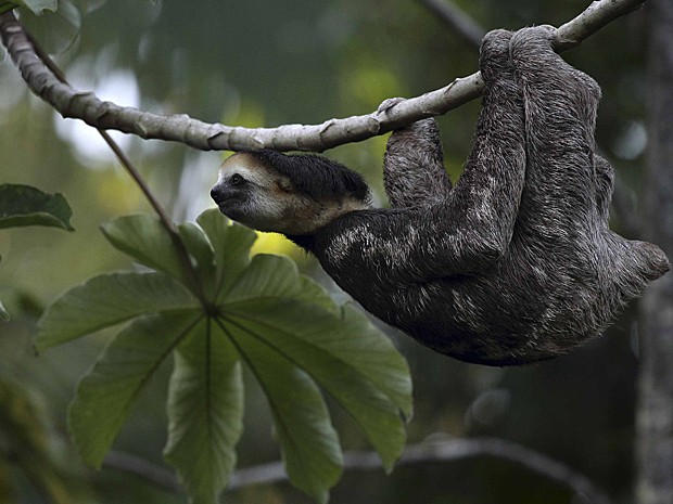 Preguiça (Foto: Ranu Abhelakh/Reuters)