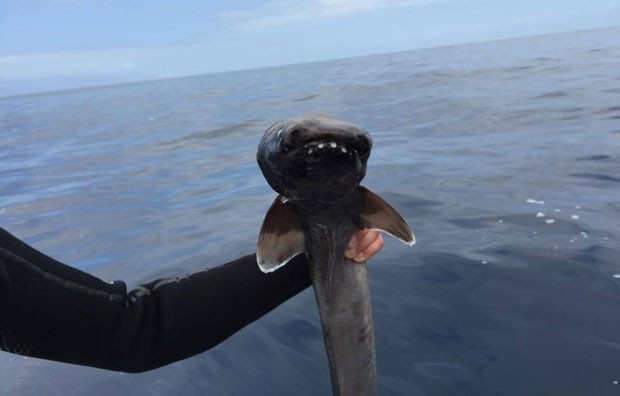 Raro tubarão 'pré-histórico' é encontrado na costa da Espanha