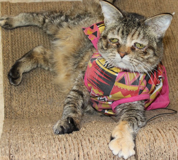 Gata constantemente parece com fisionomia triste por causa de um problema genética (Foto: Reprodução/Purrfectpals.org)