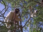 Lêmures, símbolo de Madagascar, correm risco de extinção