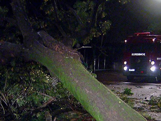 Ventania derrubou a árvore na Avenida Constant Pavan, no bairro Betel, em Paulínia (Foto: Vanderley Duarte/ EPTV)