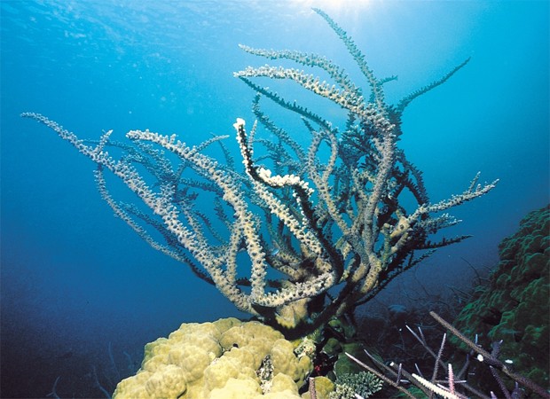Corais na barreira de recifes Scott, na Austráli (Foto: Divulgação/Charlie Veron/Instituto Australiano de Ciência Marinha)