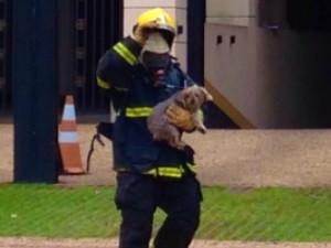Cachorro é resgatado por bombeiro após explosão em prédio de luxo no Setor Bueno, em Goiânia,Goiás (Foto: Claudio Bosco/Arquivo Pessoal)