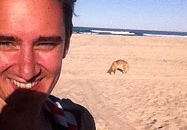 Apesar da aparência dócil, cão selvagem australiano é agressivo (Foto: Reprodução/ Instagram)