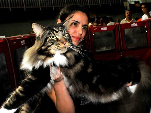 Campeonato mundial de felinos reúne gatos 'exóticos' em Vinhedo, SP (Foto: João Mauricio Garcia / G1 Campinas)