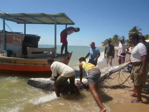 Tubarão de cerca de 2,5 metros é capturado e morto por pescadores no sul da Bahia (Foto: Gabriel Vinhas/Arquivo Pessoal)