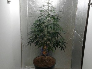 Maconha apreendida pela PM em Divinópolis (Foto: Policia Militar/ Divulgação)