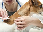 É importante vacinar seu cão. Saiba mais (Divulgação)