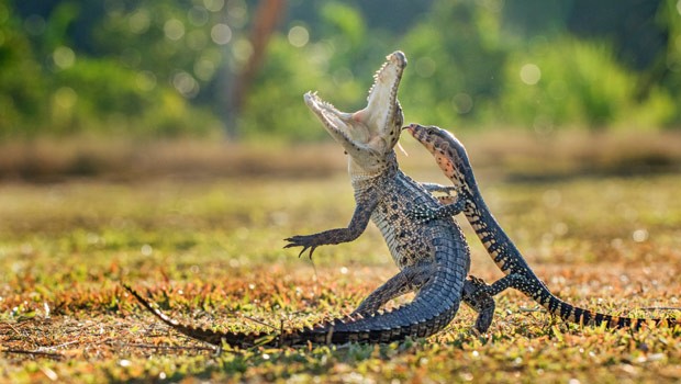 Crocodilo levou susto depois que lagarto atrevido saltou sobre ele (Foto: Hendy Mp/Solent News/Grosby Group) Crocodilo levou susto depois que lagarto atrevido saltou sobre ele (Foto: Hendy Mp/Solent News/Grosby Group)
