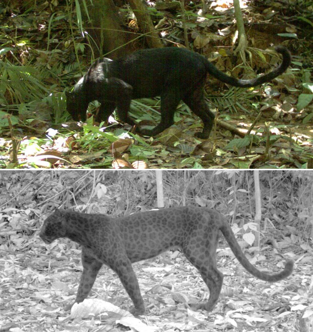 Uso de 'modo noturno' da câmera revelou manchas na pelagem de pantera-negra da Península Malaia (Foto: Rimba Research Malaysia/Divulgação)