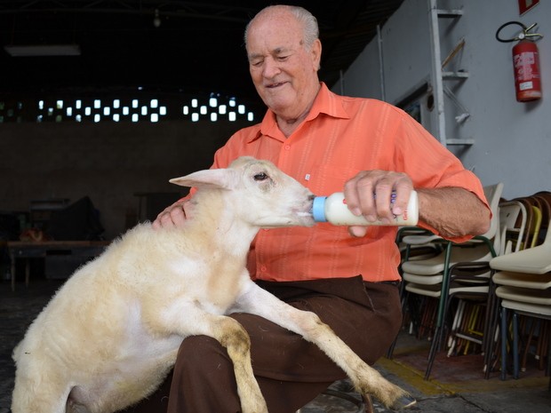Aposentado alimenta ovelha de 4 meses em Piracicaba (Foto: Fernanda Zanetti/G1)