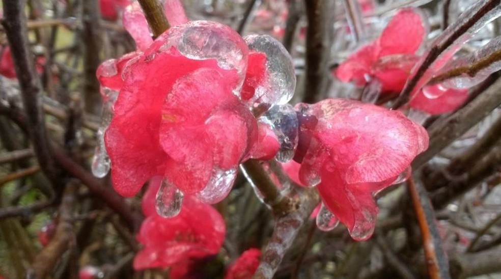 Flores congelaram com temperatura negativa em SC (Foto: Mycchel Hudsonn Legnaghi/São Joaquim Online)