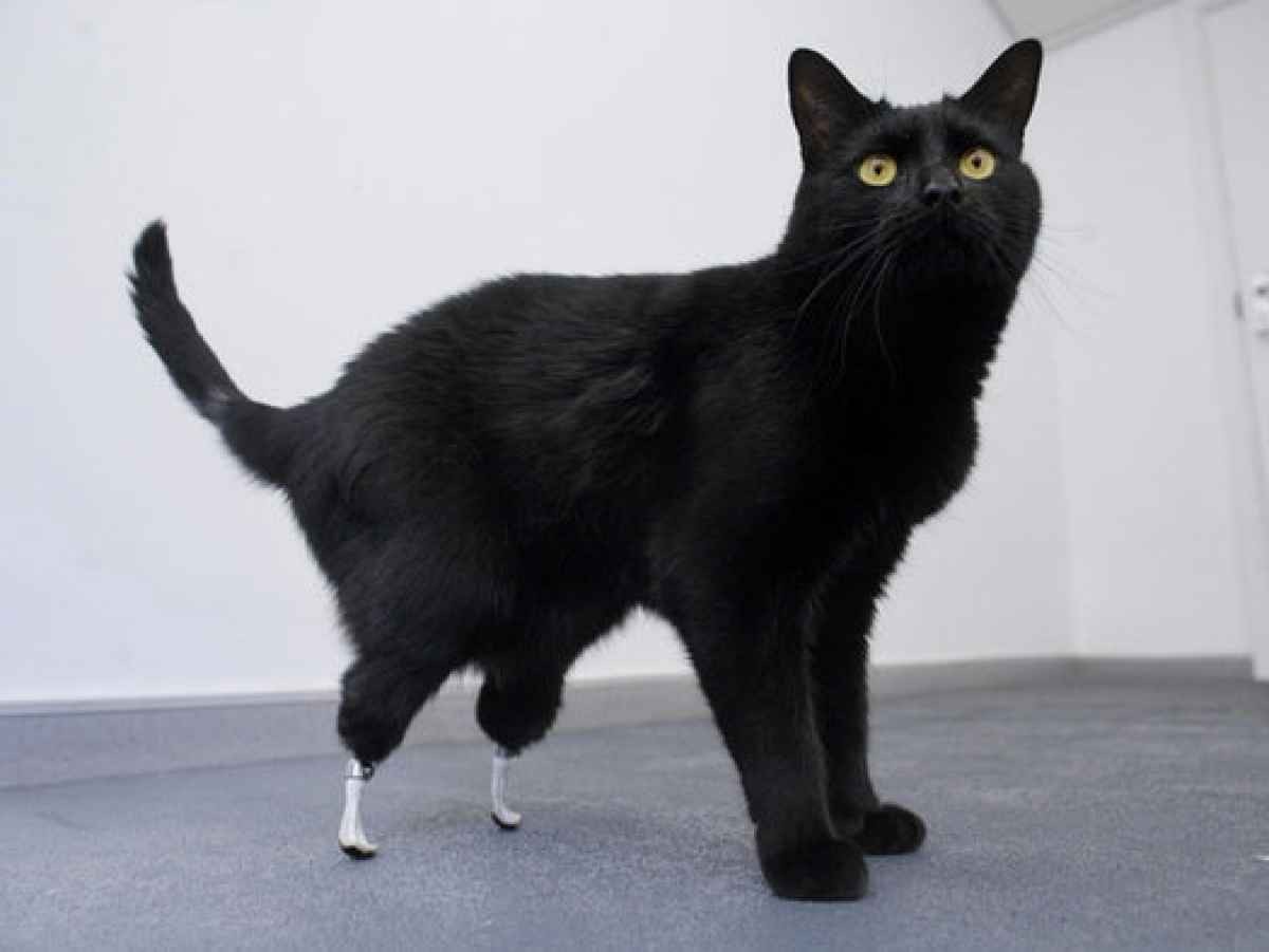 gato preto empurra com suas patas. jovem, donos de animais de