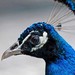 Proteção de Tela: Bright Birds