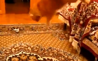 Gato tem reação hilária e inesperada a música do Super Mario; assista (Screenshoot do vídeo em um dos momentos que o gato pula de susto (Foto: Reprodução))
