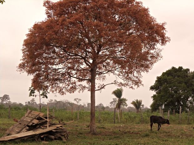 Durante o período seco no Acre, as folhas da árvore adquirem uma coloração marrom (Foto: Val Sales/Arquivo pessoal)