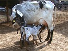 Cabeça de vaca leiteira custa R$ 2.970,00, em média, no estado de RO