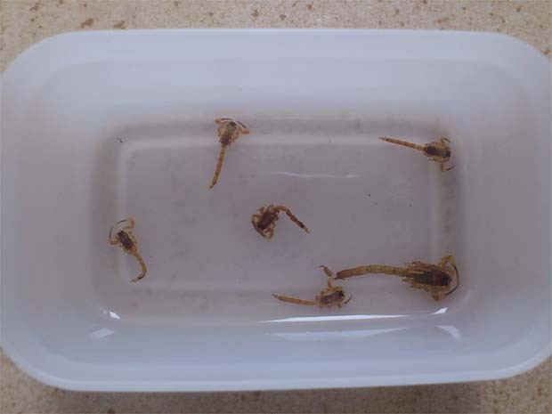 Vários animais foram recolhidos pela moradora no condomínio em Ribeirão (Fot Vera Lúcia Tamanini/VC no G1)