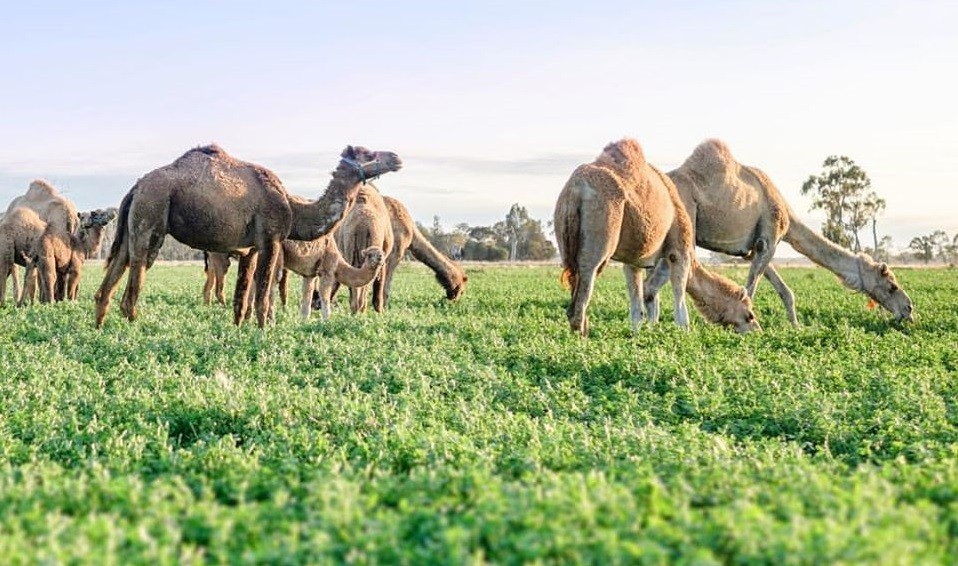Camelos (Foto: Divulgação)