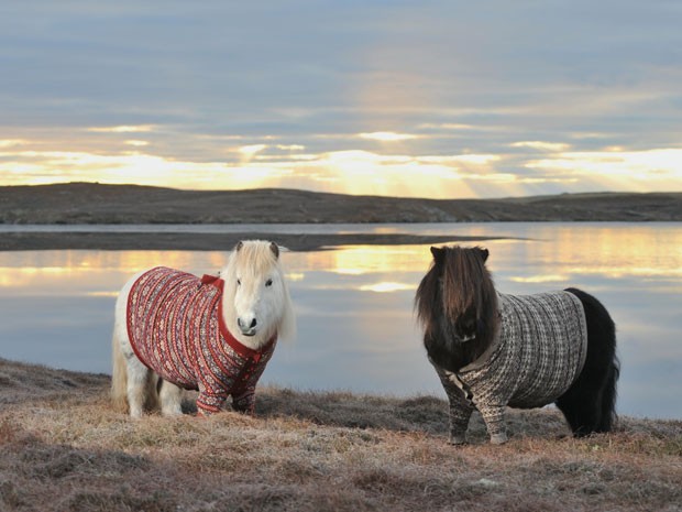 Pôneis Shetland em foto de campanha de turismo da Escócia (Foto: Rob McDougall/Divulgação VistiScotland)