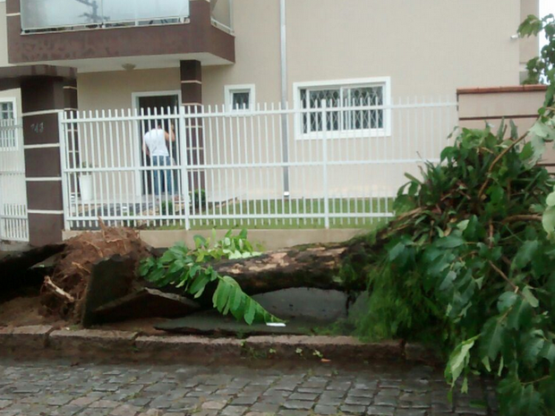 Árvore caiu na Rua Urussanga, no bairro Bucarein, em Joinville (Foto: Cristiano Zeno/RBS TV) Árvore caiu na Rua Urussanga, no bairro Bucarein, em Joinville (Foto: Cristiano Zeno/RBS TV)