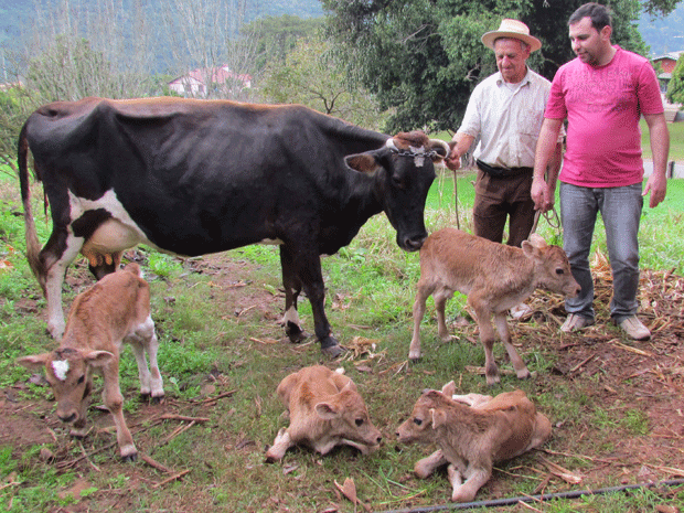 Produtor rural ficou surpreso com o nascimento  (Foto: Marisol Santos/RBS TV)