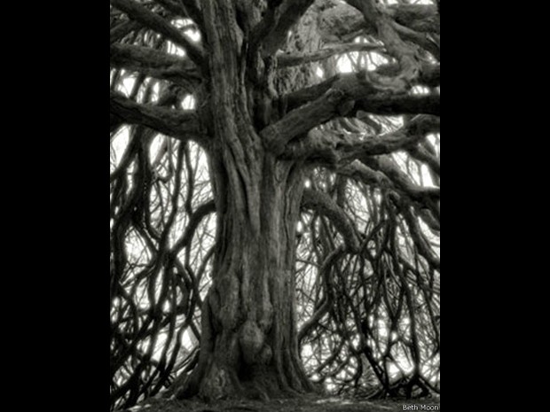 O teixo de Whittingehame é uma árvore considerada patrimônio da Escócia (Foto: Beth Moon/BBC) O teixo de Whittingehame é uma árvore considerada patrimônio da Escócia (Foto: Beth Moon/BBC)