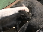 Órfãos, porquinhos são adotados e amamentados por cachorra no PR