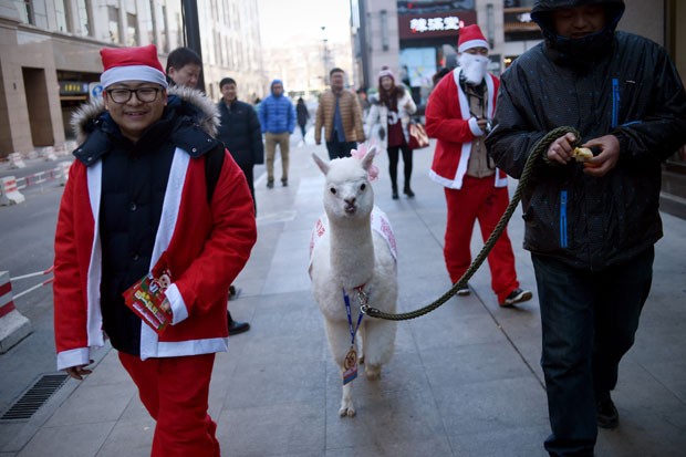 Chinês foi flagrado andando com alpaca por calçada de Pequim (Foto: Wang Zhao/AFP) Chinês foi flagrado andando com alpaca por calçada de Pequim (Foto: Wang Zhao/AFP)