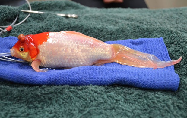 peixe-dourado passou por cirurgia para retirada de tumor na Austrália (Foto: Reprodução/Facebook/Lort Smith)