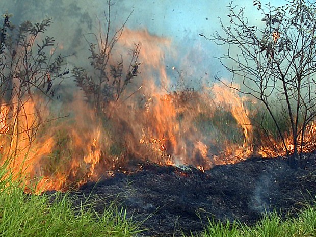 Incêndio no Horto Florestal de Rio Claro foi controlado após 4 horas (Foto: Paulo Chiari/EPTV)