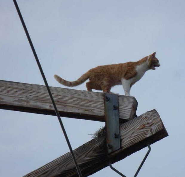 Gato foi resgatado após ficar quatro dias no alto de poste de energia elétrica (Foto: Reprodução/YouTube/W. George Elliott) Gato foi resgatado após ficar quatro dias no alto de poste de energia elétrica (Foto: Reprodução/YouTube/W. George Elliott)
