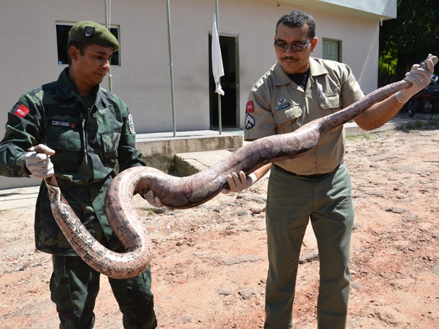 Cobra jiboia capturada em casa em João Pessoa teria comido um pato. (Foto: Walter Paparazzo/G1)