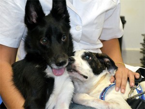 Happy recebe o carinho da cadela companheira na clínica veterinária de Ribeirão (Foto: Eduardo Guidini/ G1)