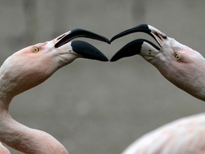 Foto de 21 de junho mostra flamingos no zoológico de Praga; estudo mostra que flamingos estão geneticamente mais próximos de pombos do que de pelicanos (Foto: Michal Cizek/AFP)