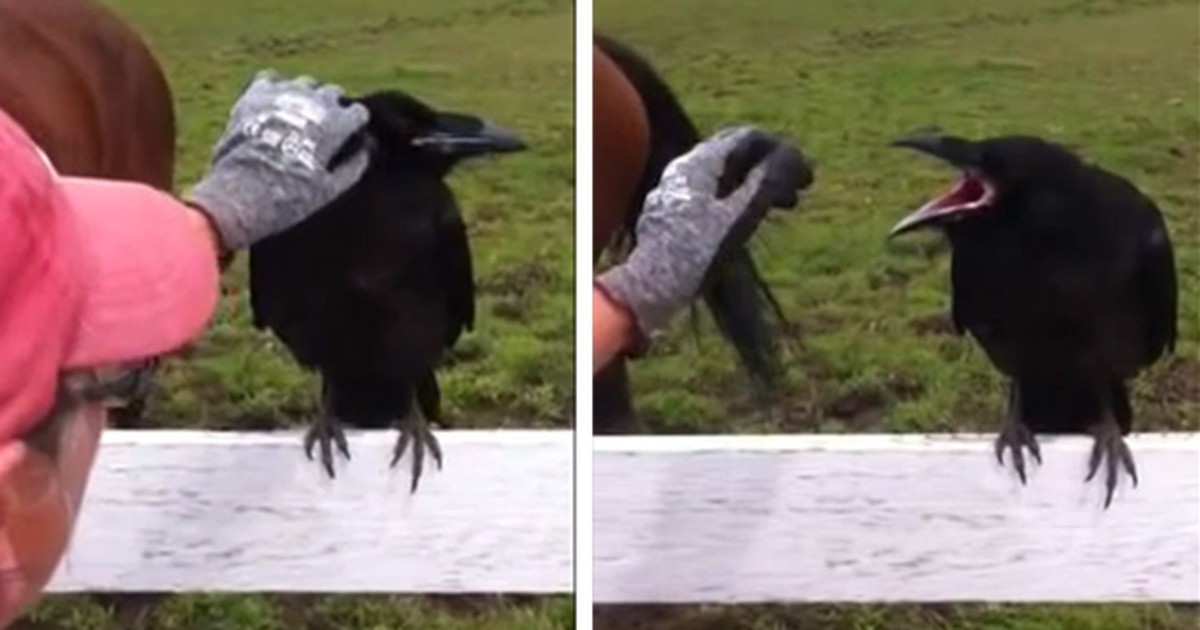 G1 Canadense corajosa tira espinhos de corvo 'reclamão', e vídeo faz sucesso notícias em