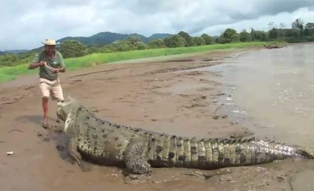 Homem se arrisca ao alimentar crocodilo enorme. (Foto: Reprodução)