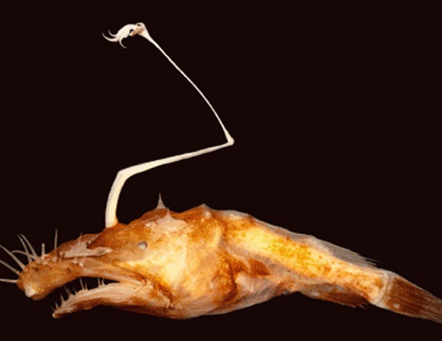 Pesquisadores descobriram peixe com aspecto assustador nas águas profundas do Golfo do México (Foto: Nova Southeastern University) Pesquisadores descobriram peixe com aspecto assustador nas águas profundas do Golfo do México (Foto: Nova Southeastern University)