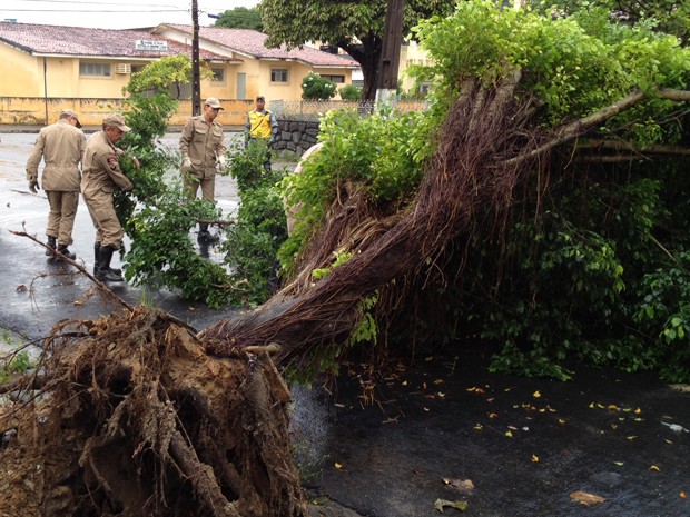 Árvore tomba na Avenida Floriano Peixoto na Paraíba (Foto: Walter Paparazzo/G1)