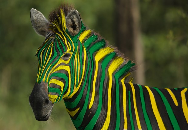 Zebra Topo  (Foto:  Ian Walton/Getty Images)