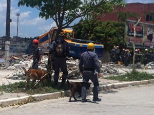 Cães ajudam bombeiros nas buscas (Foto: Tatiana Santiago/ G1)