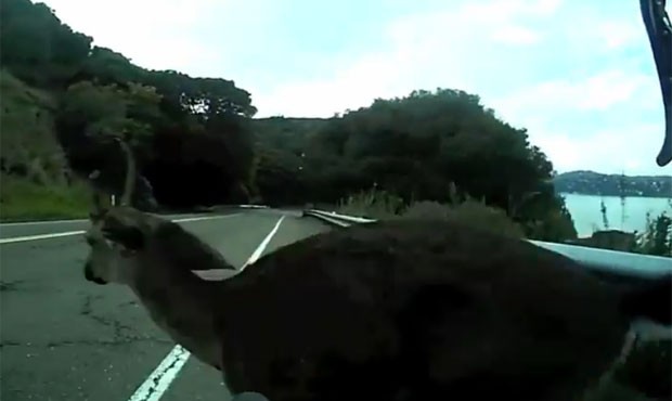 Veado saltou na frente da bicicleta de Silas Patlove quando ele pedalava por estrada (Foto: Reprodução/YouTube/Silas Patlove)