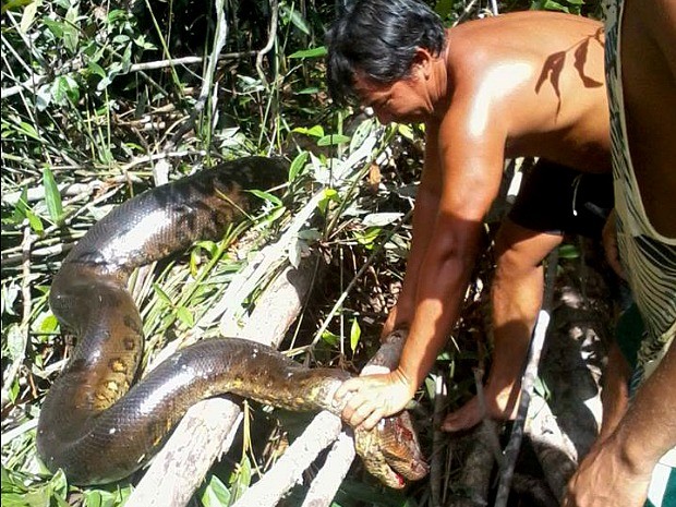 Moradores da comunidade samaúma suspeitaram que cobra tivesse engolido criança. (Foto: Reprodução/TV Amazonas)